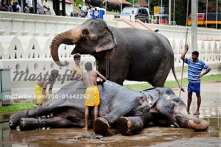 Baignade éléphants avant Perahera Festival, Kandy, Sri Lanka
