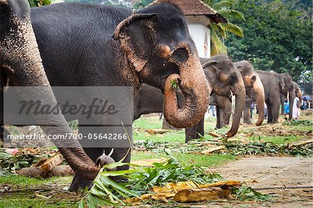 Elefanten Essen vor Perahera fest, Kandy, Sri Lanka
