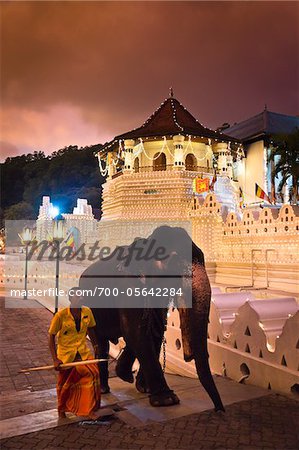 Mann mit Elefanten vor Tempel des Zahnes während Kandy Perehera Festival, Kandy, Sri Lanka