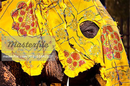 Close-Up of Elephant, Esala Perahera Festival, Kandy, Sri Lanka