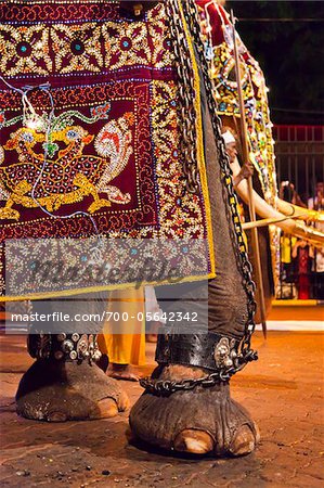 Éléphant au Festival Esala Perahera de Kandy, Sri Lanka