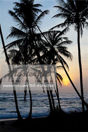 Silhouette of Palm Trees on Beach, Payagala South, Sri Lanka