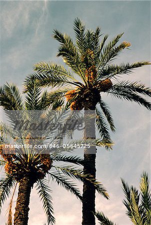DATE PALM TREES AT SUNRISE MOROCCO