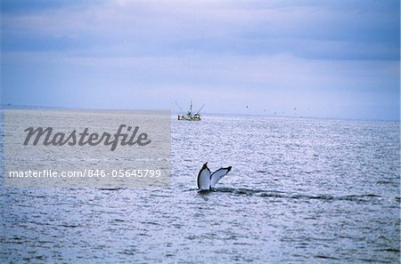 1990s HUMPBACK WHALE Megaptera novaeangliae TAIL SALISBURY SOUND SITKA ALASKA USA