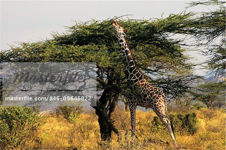 GIRAFFE Giraffa camelopardalis REACHING TOP OF TREE IN KENYA