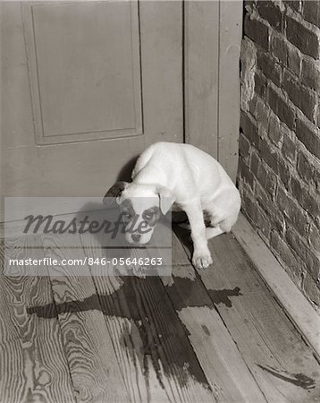 ANNÉES 1950 TRISTE ACCIDENT DE DRESSAGE DE CHIENS EN COIN HONTE MAISON PARQUET