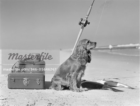 COCKER SPANIEL DOG STANDING GUARD OVER TWO CAUGHT FISH AND FISHING EQUIPMENT