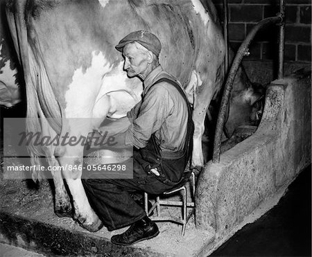 1930s - 1940s ELDERLY FARMER IN OVERALLS MILKING GUERNSEY COW