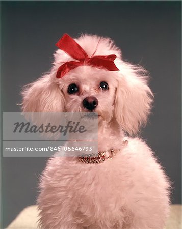 1960s WHITE POODLE WEARING GOLD NECKLACE RED RIBBON