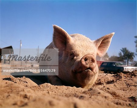 SCHWEINE SUHLEN IM SCHMUTZ SCHLAMM AUF FARM