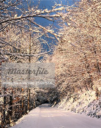 WINTER SCHNEE BEDECKTE STRAßE DURCH BÄUME IN DER NÄHE VON ALBANY NEW HAMPSHIRE