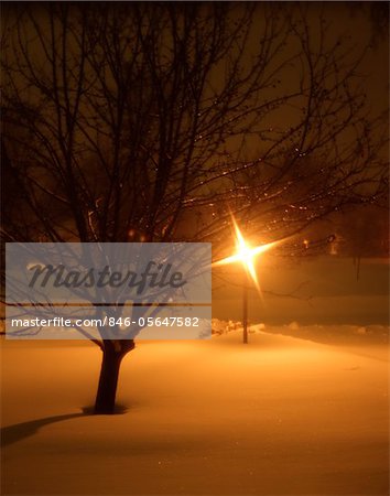 NIGHT WINTER SCENE TREE STREET LAMP MILWAUKEE, WISCONSIN