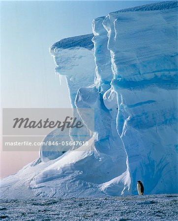 SINGLE EMPEROR PENGUIN Aptenodytes forsteri GLACIER ANTARCTICA