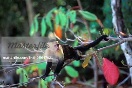 SINGE capucin face de blanc Cebus capucinus COSTA RICA