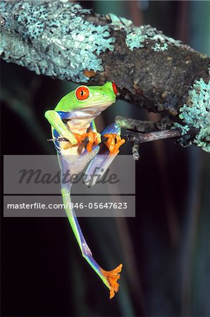 RED-EYED TREE FROG Agalychnis callidryas CENTRAL AMERICA