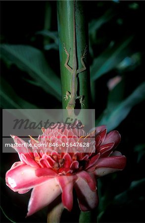 LIZARD ON STALK ABOVE WAX LILY SOUFRIERE ST. LUCIA WEST INDIES