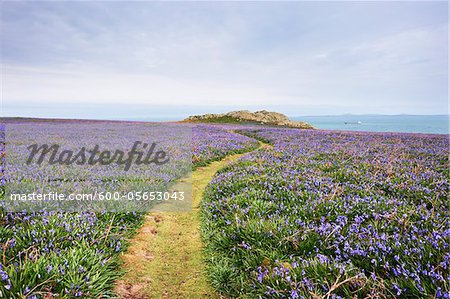 Footpath and Bluebells, Skomer Island, Pembrokeshire Coast National Park, Pembrokeshire, Wales