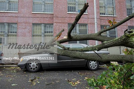 Fallen Tree on Car
