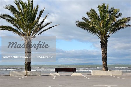 Bench and Palm Trees near Ocean