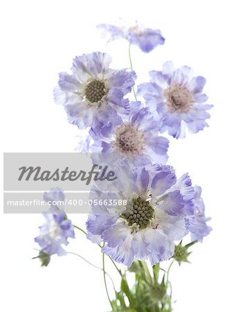 Scabiosa  isolated