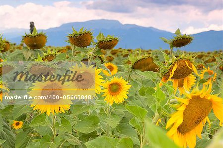 sunflower field with dramatic sky