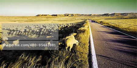 Rural landscape with flock of sheep in the desert