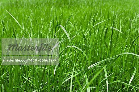 green grass macro close up for background