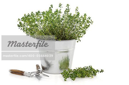 Golden thyme herb in an aluminium pot with household secateurs and leaf sprig isolated over white background.