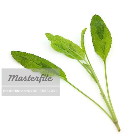 Variegated sage herb  leaf sprig isolated over white background. Salvia
