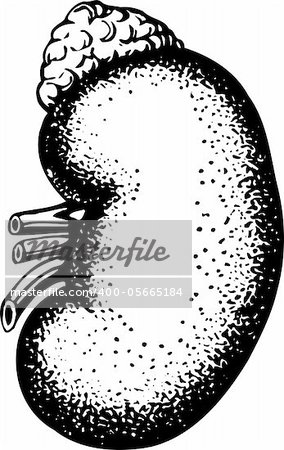 Human kidney isolated on white