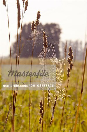 Web dewy on grass stems in early summer morning. Nature backdrop.