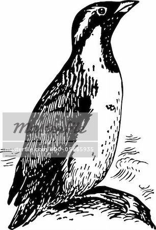 Penguin synthliboramphus antiquus isolated on white