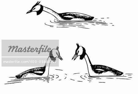 Great Crested Grebes in the water