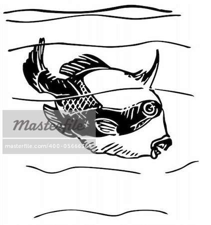 Grey triggerfish in the water