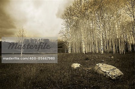 A storm blows thru a remote area of canyon country with an aspen stand in a field.