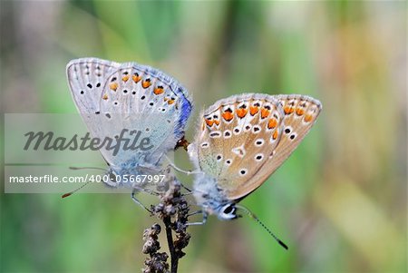 two butterfly sit on a flower