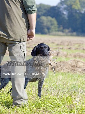 hunting dog with a catch