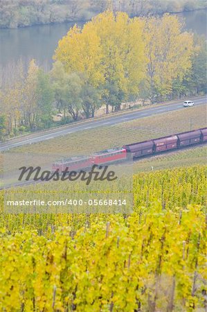 vineyards near Pommern, Rheinland Pfalz, Germany