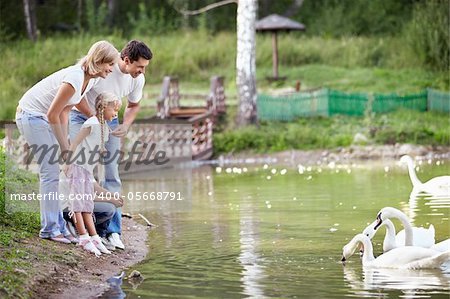 Families with children feeding swans at the lake