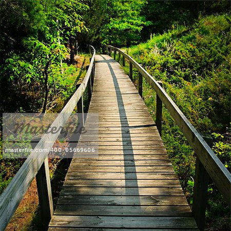 Wooden path through forest. Pinery provincial park, Ontario Canada