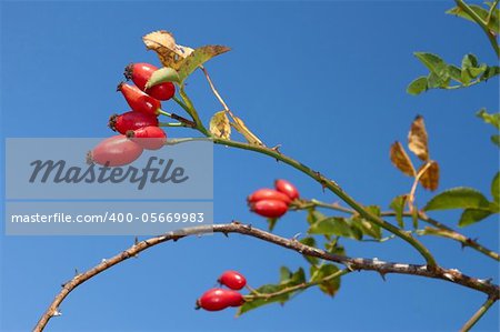 Branch with ripe red sweetbrier berries hanging on the bush, against the blue sky. Late autumn