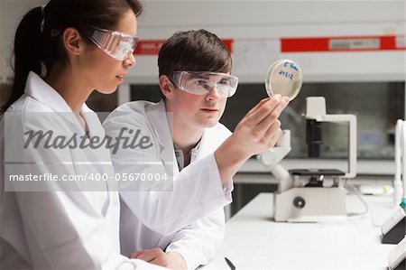 Serious students in science looking at a Petri dish in a laboratory