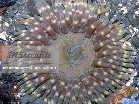 Stubby Rose Anemone (Urticina coriacea) found in the bottom of the Pacific Ocean in southern British Columbia, Canada.