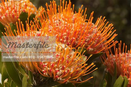 Orange open Pincushion Protea and green leaves under sunlight