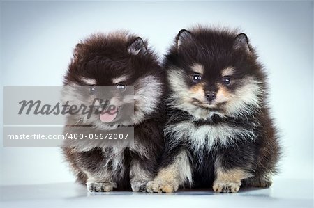 Two little fluffy Pomeranian puppies on a gray background