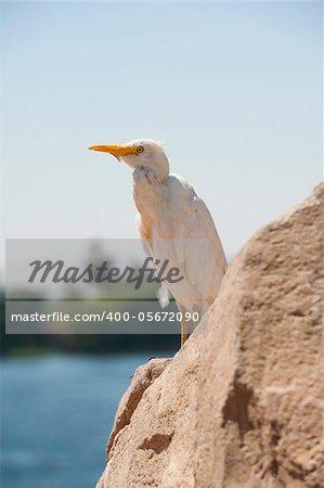Large cattle egret perched on a rock by a river