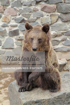 A brown bear on a stone in the zoo