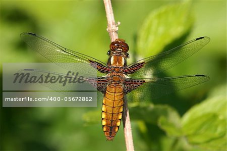 Broad-bodied Chaser (Libellula depressa) - female on a branch