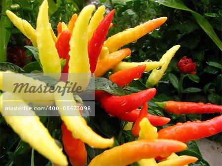a group of peppers growing in a pot