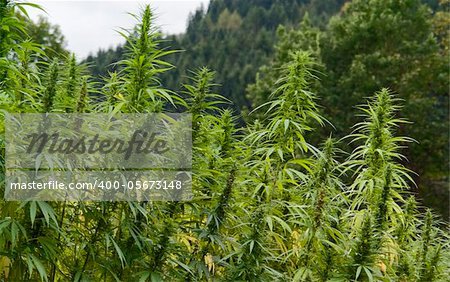 full frame detail of a hemp field. vertical outdoor picture